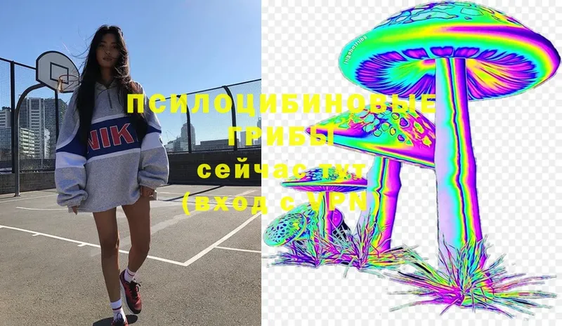 Галлюциногенные грибы Cubensis  Кизилюрт 